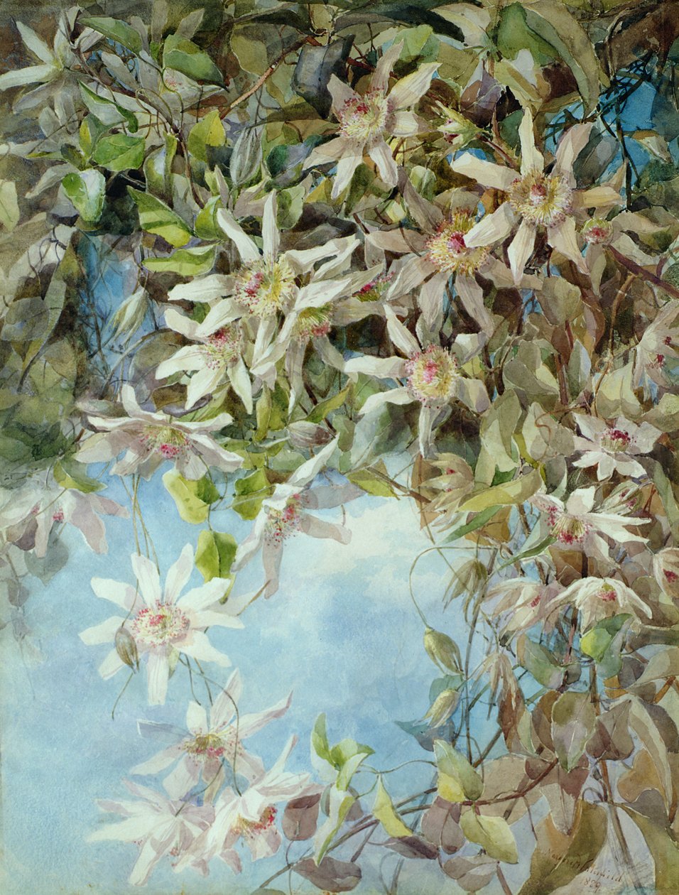 Tutku Çiçeği Çalışması by Margaret Waterfield