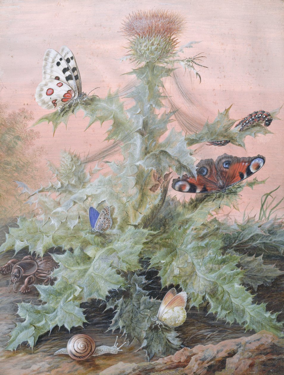 Devedikeni Çevresindeki Böcekler, 1700 by Margaretha Barbara Dietzsch