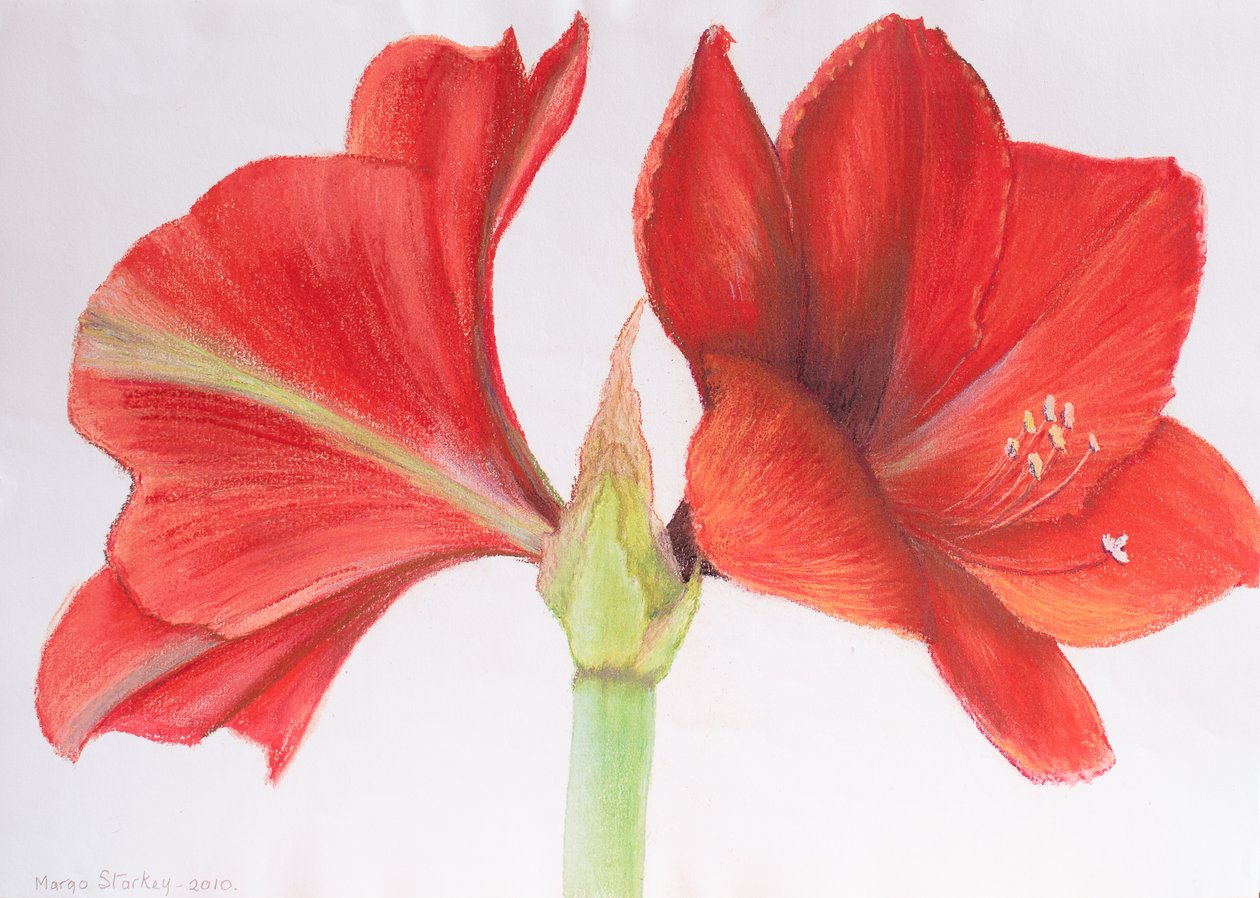 Amaryllis, 2015 (pastel) by Margo Starkey