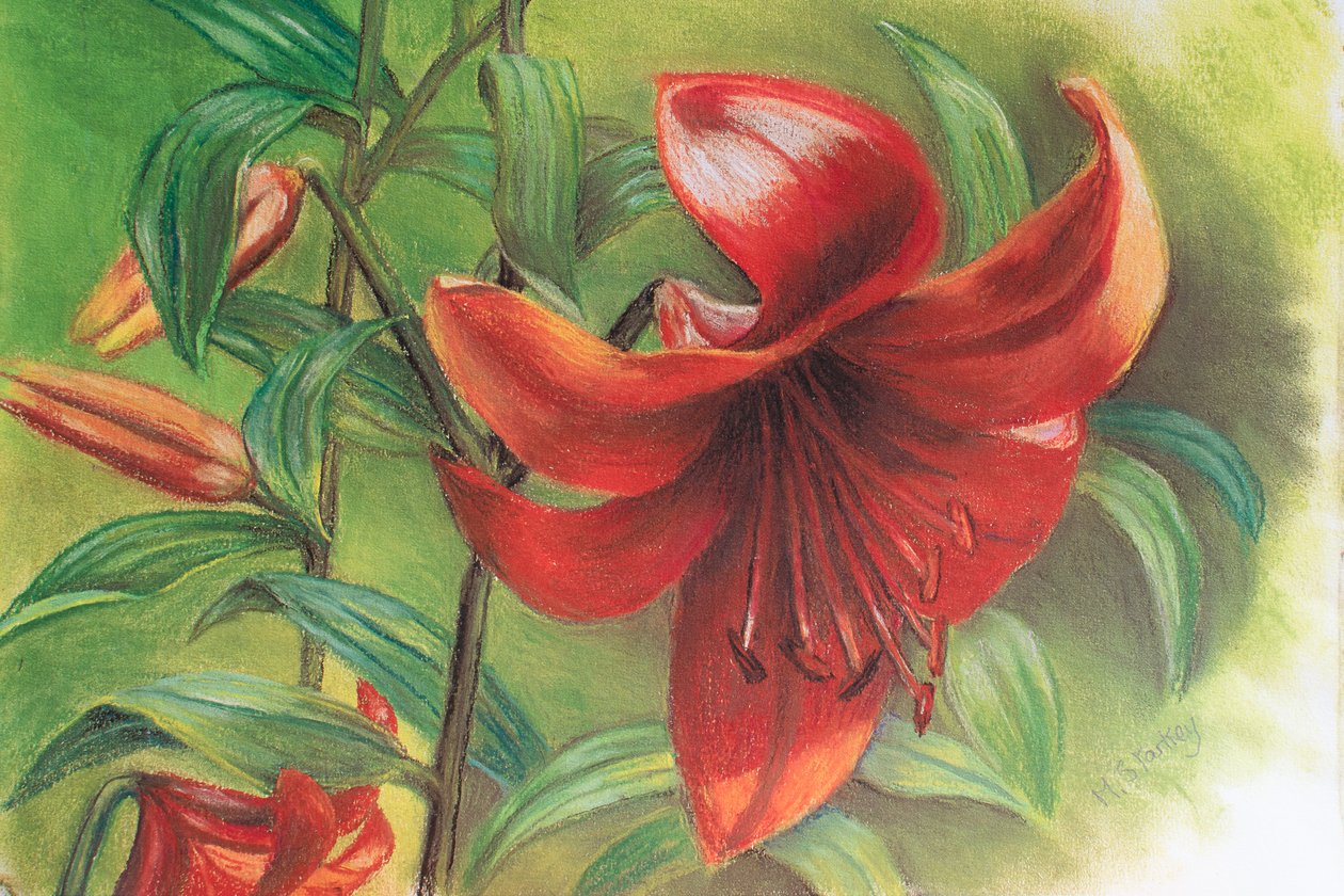 Lilyum, 2017 (pastel) by Margo Starkey
