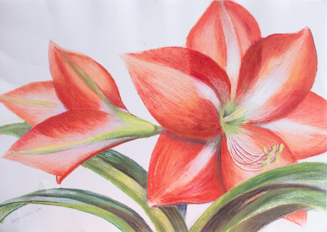 Alacalı Zambak, 2016 (pastel) by Margo Starkey