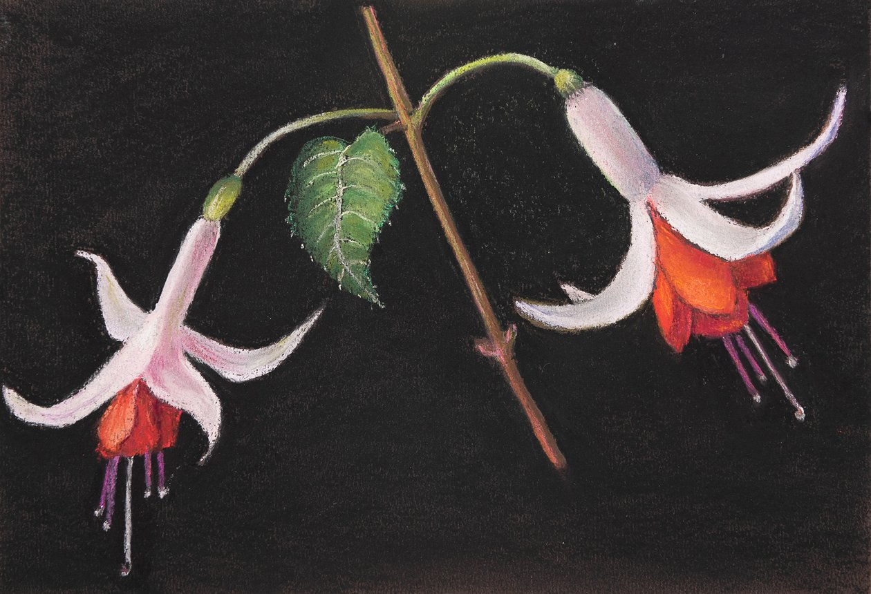 Fuşya, 2020 (pastel) by Margo Starkey