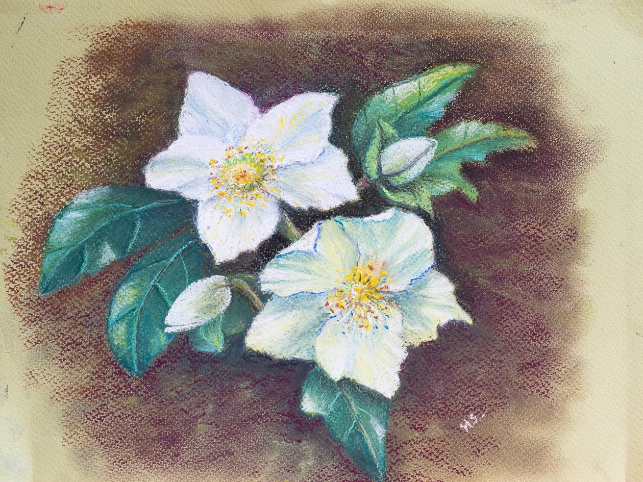 Helleborus, 2020 (pastel) by Margo Starkey