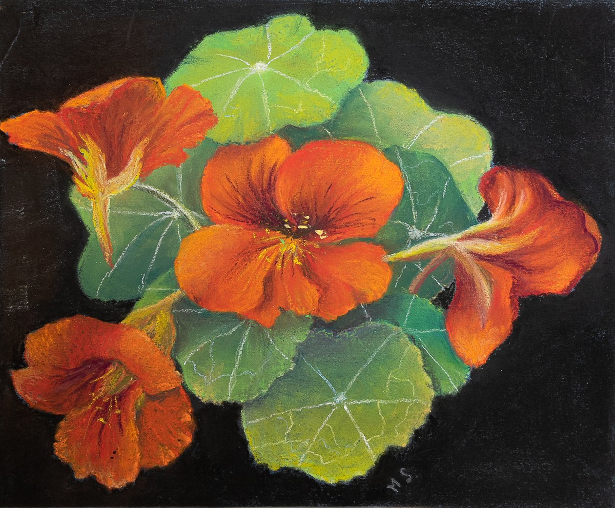 Nasturtiumlar, 2020 (pastel) by Margo Starkey