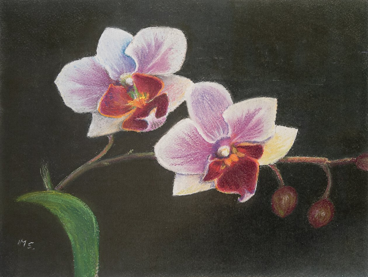 Yatak odamda orkide, 2020 (pastel) by Margo Starkey