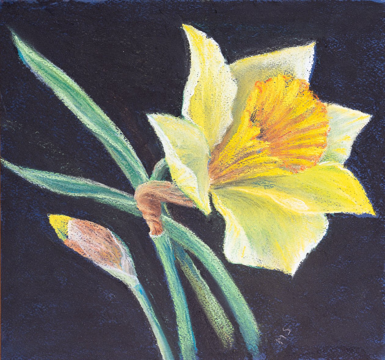 Nergisin güzelliği, 2021 (pastel) by Margo Starkey
