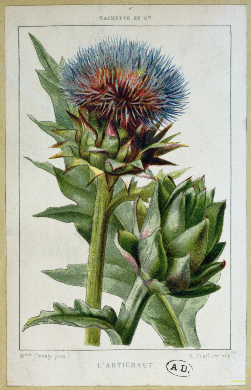 Enginar, botanik tabak, E. Fraillery tarafından oyulmuş by Marguerite Buret