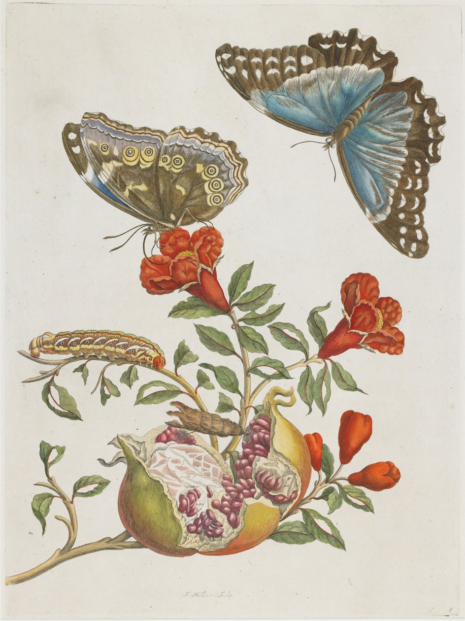Mavi Kelebekler ve Nar, 1705-1771 by Maria Sibylla Merian