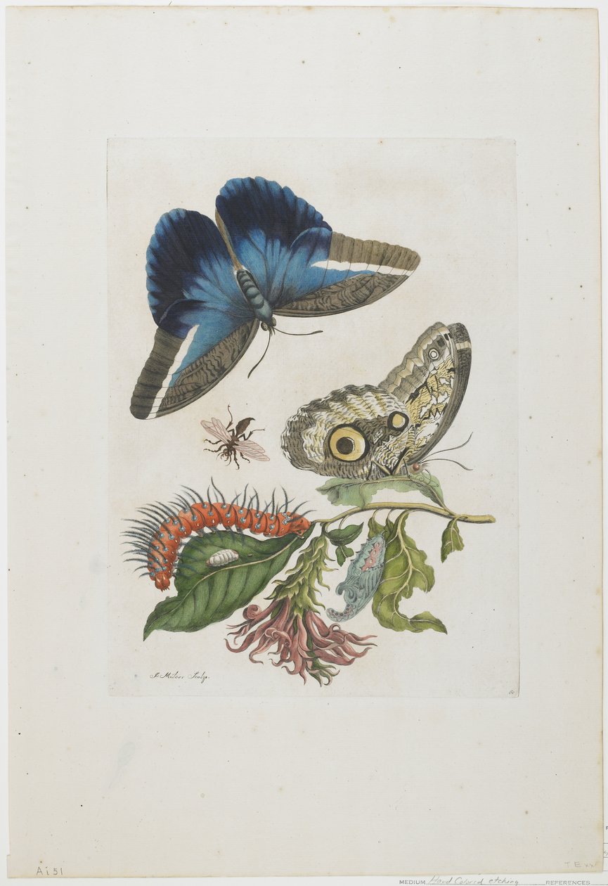 Mavi Kelebekler ve Kırmızı Larva, Mavi Dikenler, c.1705-17 (el boyaması gravür ve gravür) by Maria Sibylla Merian