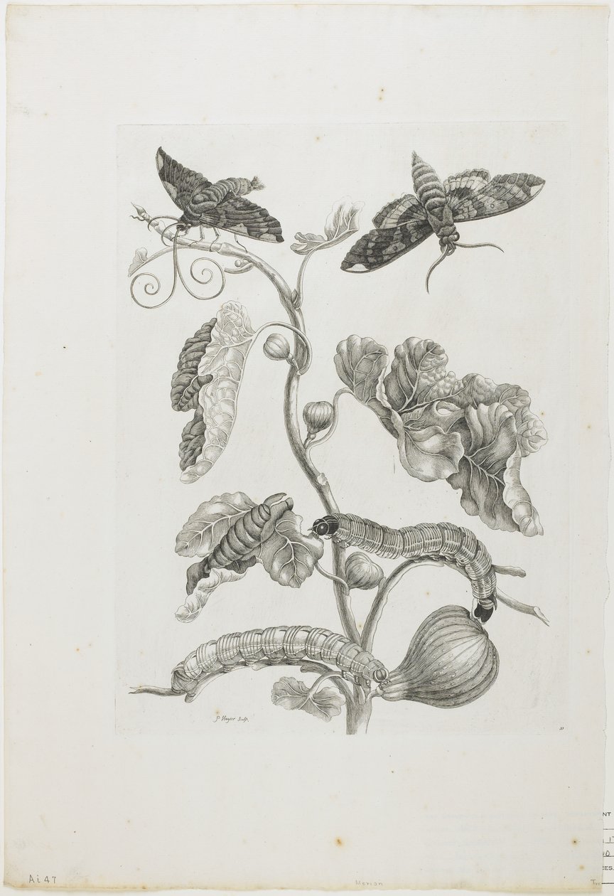 Kelebekler, Tırtıllar ve Bitki, 1705-71 (gravür ve gravür) by Maria Sibylla Merian