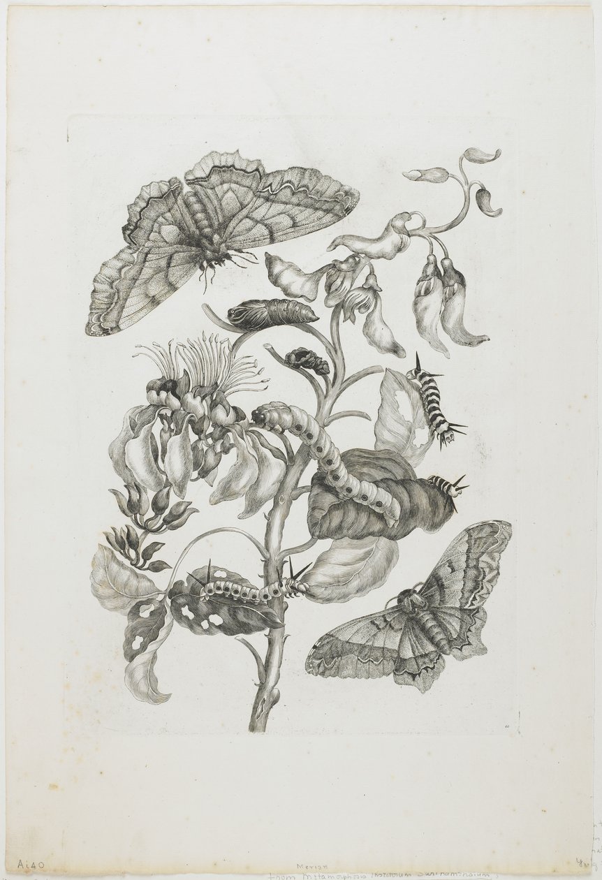 Tırtıllar, Kelebekler ve Çiçek, 1705-71 (gravür ve gravür) by Maria Sibylla Merian