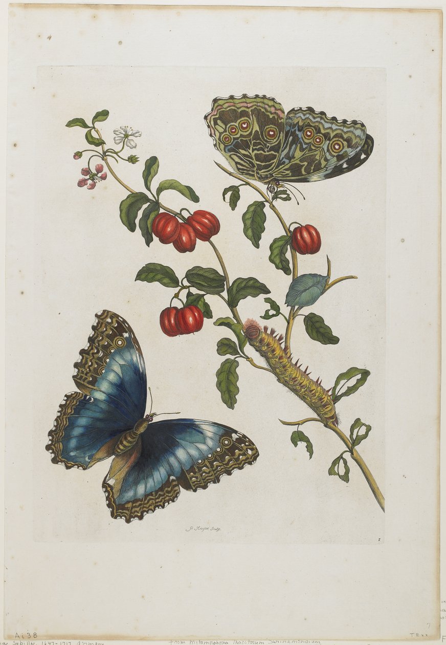 Büyük Mavi Kelebekler ve Kırmızı Meyveler, 1705-71 (el boyaması gravür ve gravür) by Maria Sibylla Merian