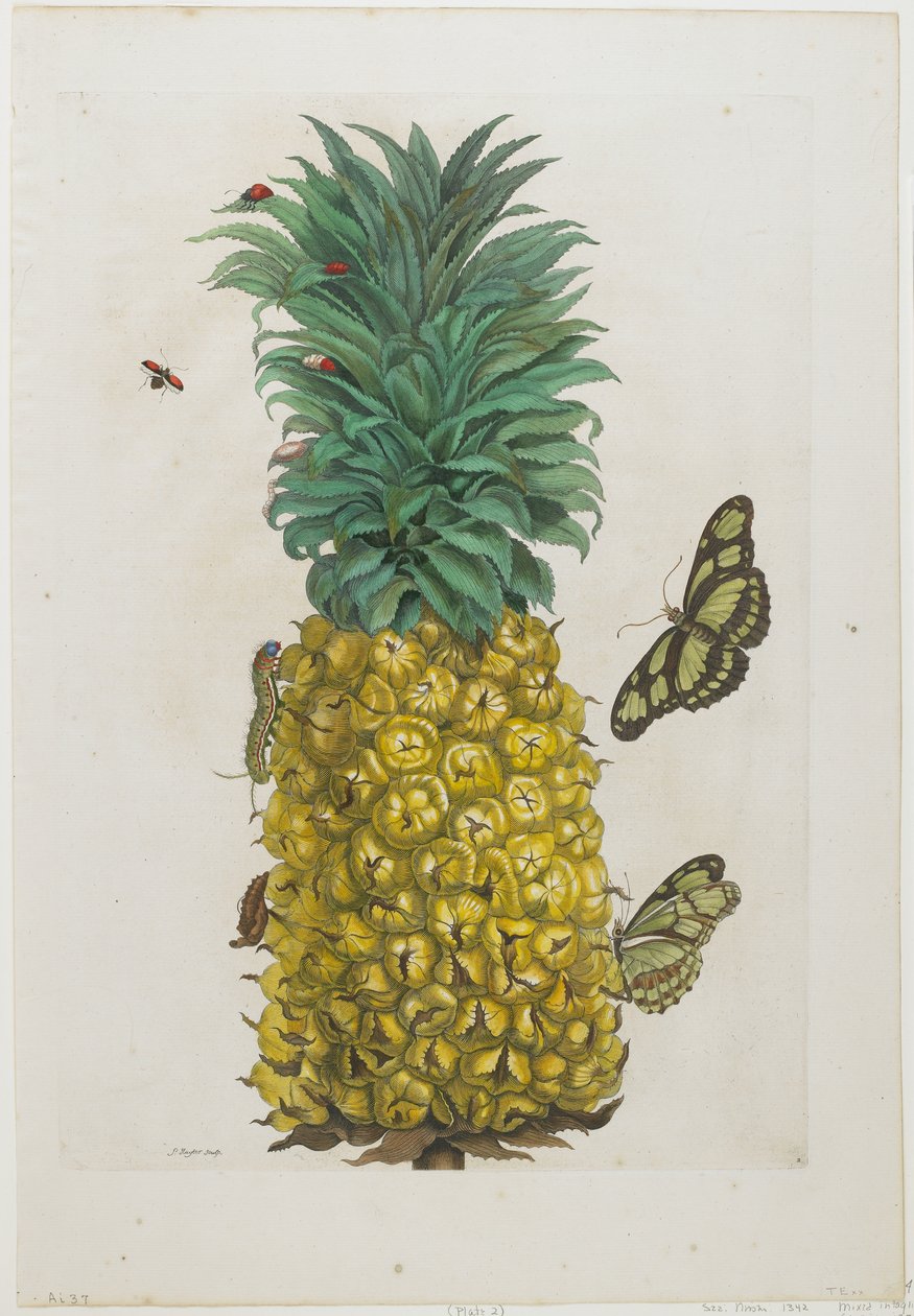 Kelebekli Olgun Ananas, 1705-71 (el boyaması gravür ve gravür) by Maria Sibylla Merian