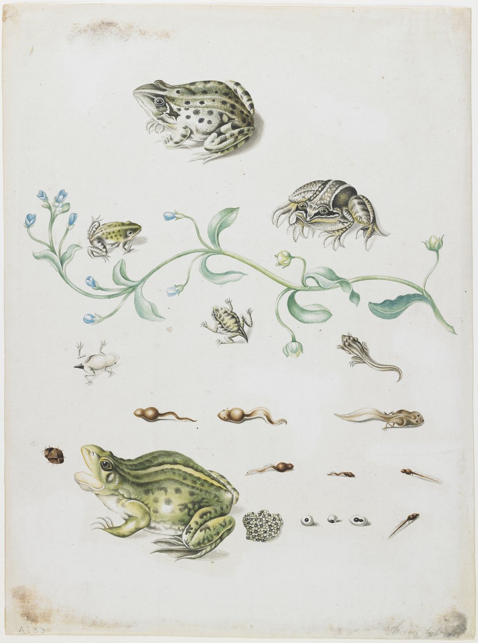 Bir Kurbağa ve Mavi Çiçeğin Metamorfozu by Maria Sibylla Merian
