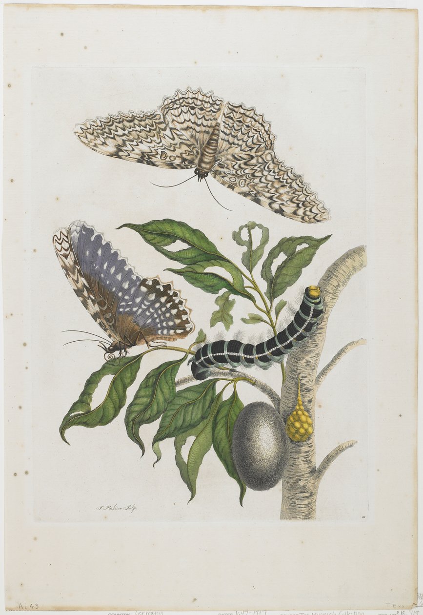 Güveler, Tırtıllar ve Yapraklar, 1705-71 (el ile boyanmış gravür ve gravür) by Maria Sibylla Merian