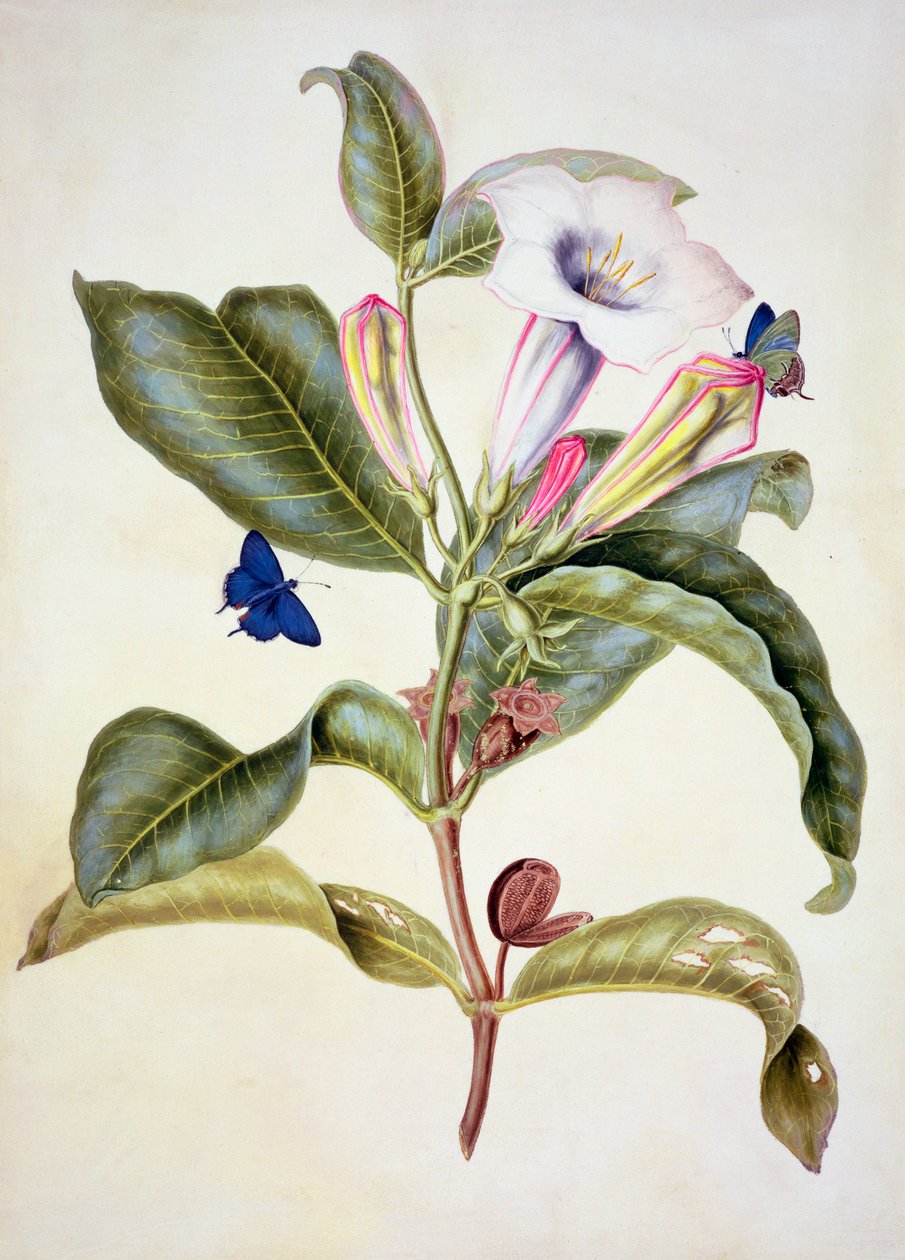 No.3055c Dikenli elma (Datura Wrightii) by Maria Sibylla Merian