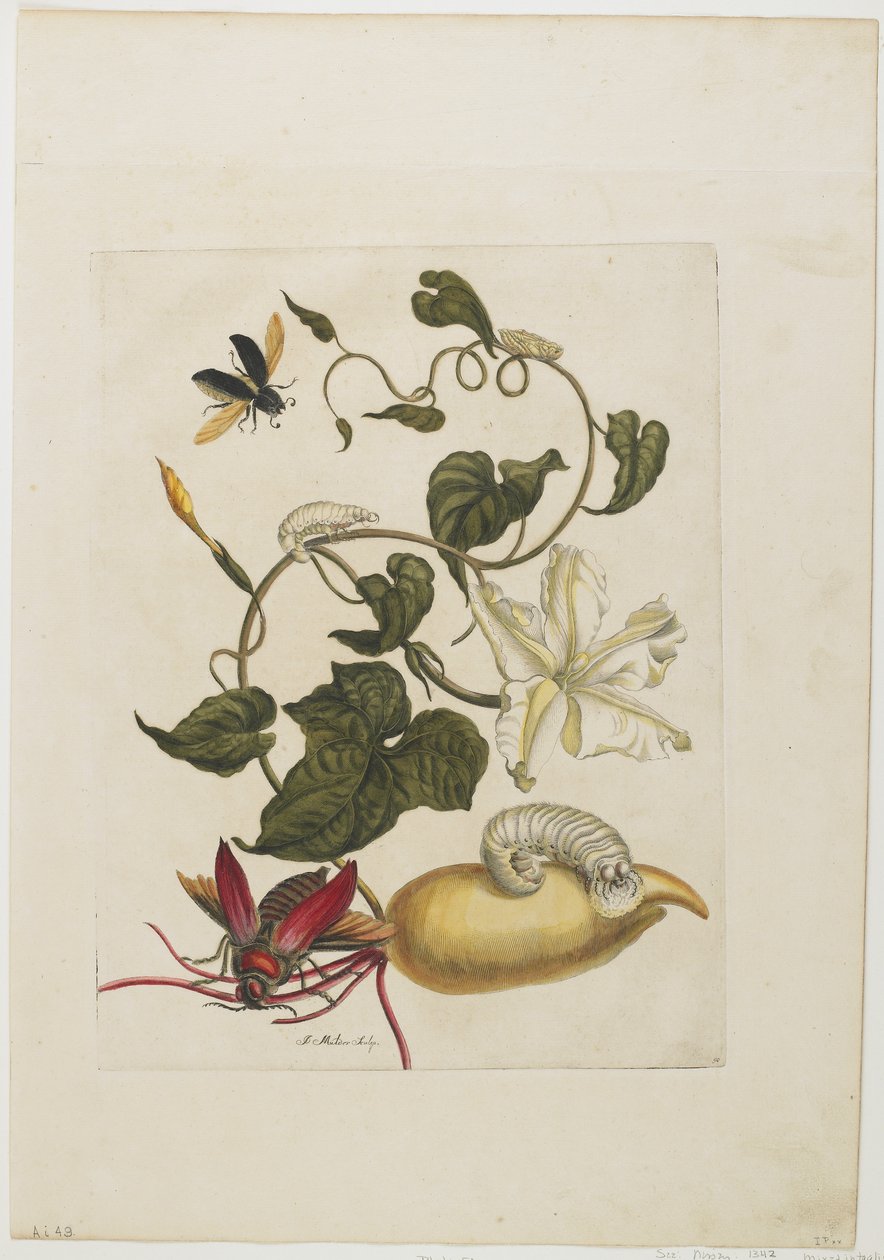 Red Beetle, White Morning Glory, 1705-71 (el boyaması gravür ve gravür) by Maria Sibylla Merian