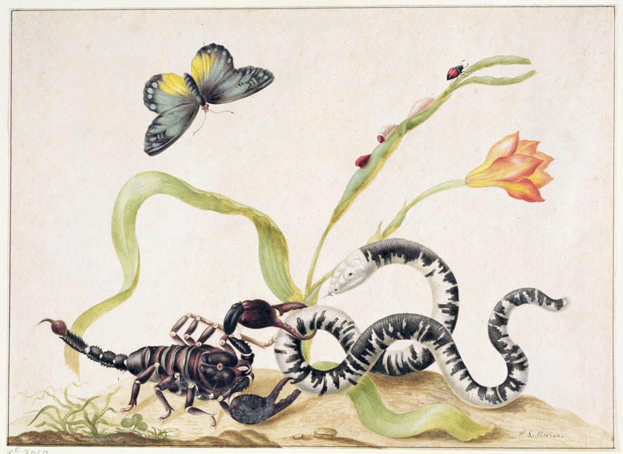 Akrep ve Yılan (grafit ve kağıda klozet) by Maria Sibylla Merian