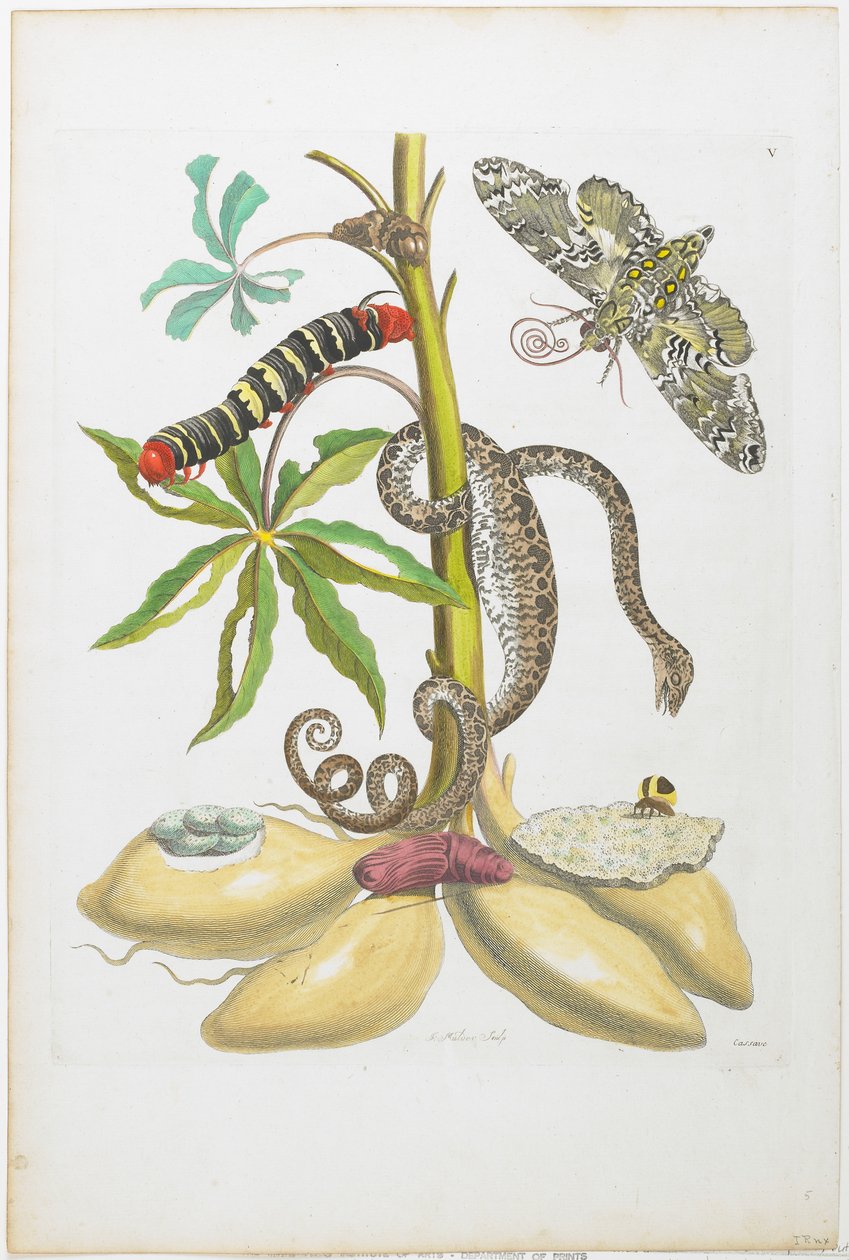 Bitkide Yılan, Tırtıl, Kelebek ve Böcekler (el boyaması gravür ve gravür) by Maria Sibylla Merian