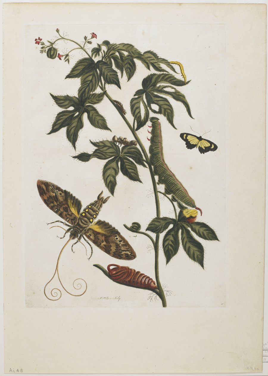 Sfenks Güvesi, Larva, Pupa ve Çiçek, 1705-71 (el boyaması gravür ve gravür) by Maria Sibylla Merian