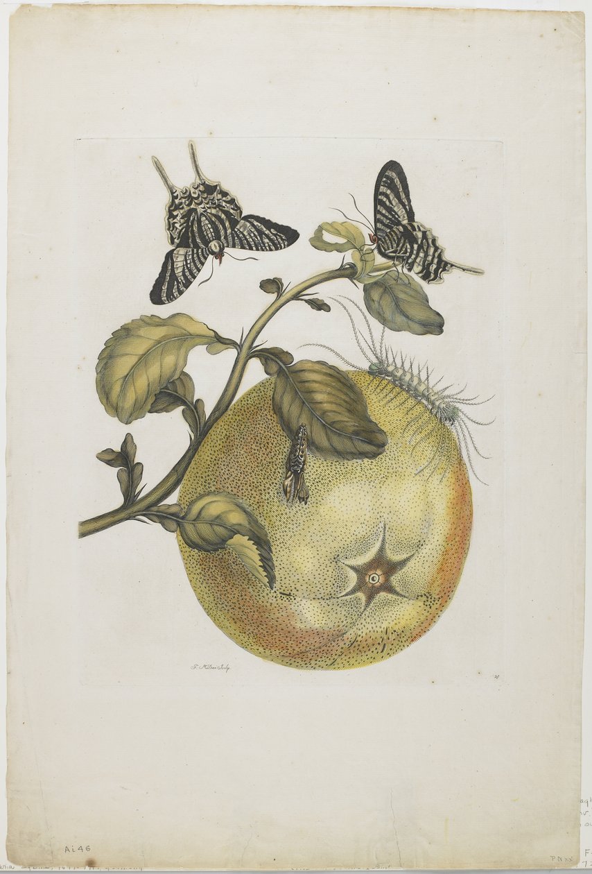 Swallowtails ve Great Yellow Fruit, 1705-71 (el renginde gravür ve gravür) by Maria Sibylla Merian