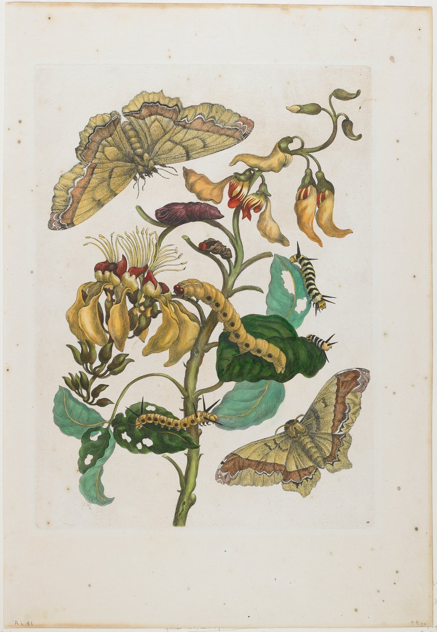 Tırtıllar, Kelebekler (Arsenura armida) ve Çiçek (Pallisaden Boom: Erythrina fusca) by Maria Sibylla Merian