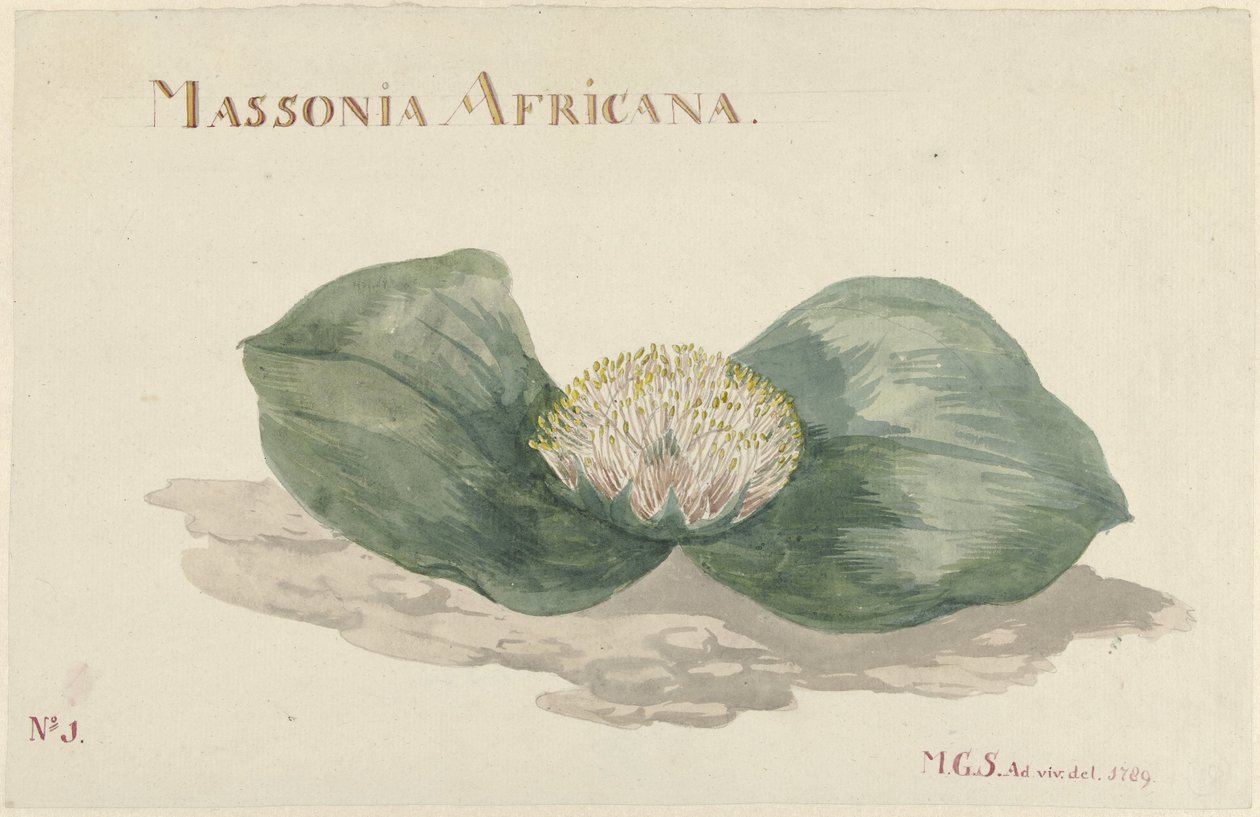 Bloem Massonia Afrika MASSONIA AFRICANA (nesne üzerindeki başlık) by Maria Geertruida Barbiers Snabilié