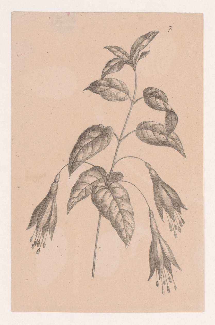 çiçekli şube by Maria Geertruida de Goeje Barbiers (attributed to)