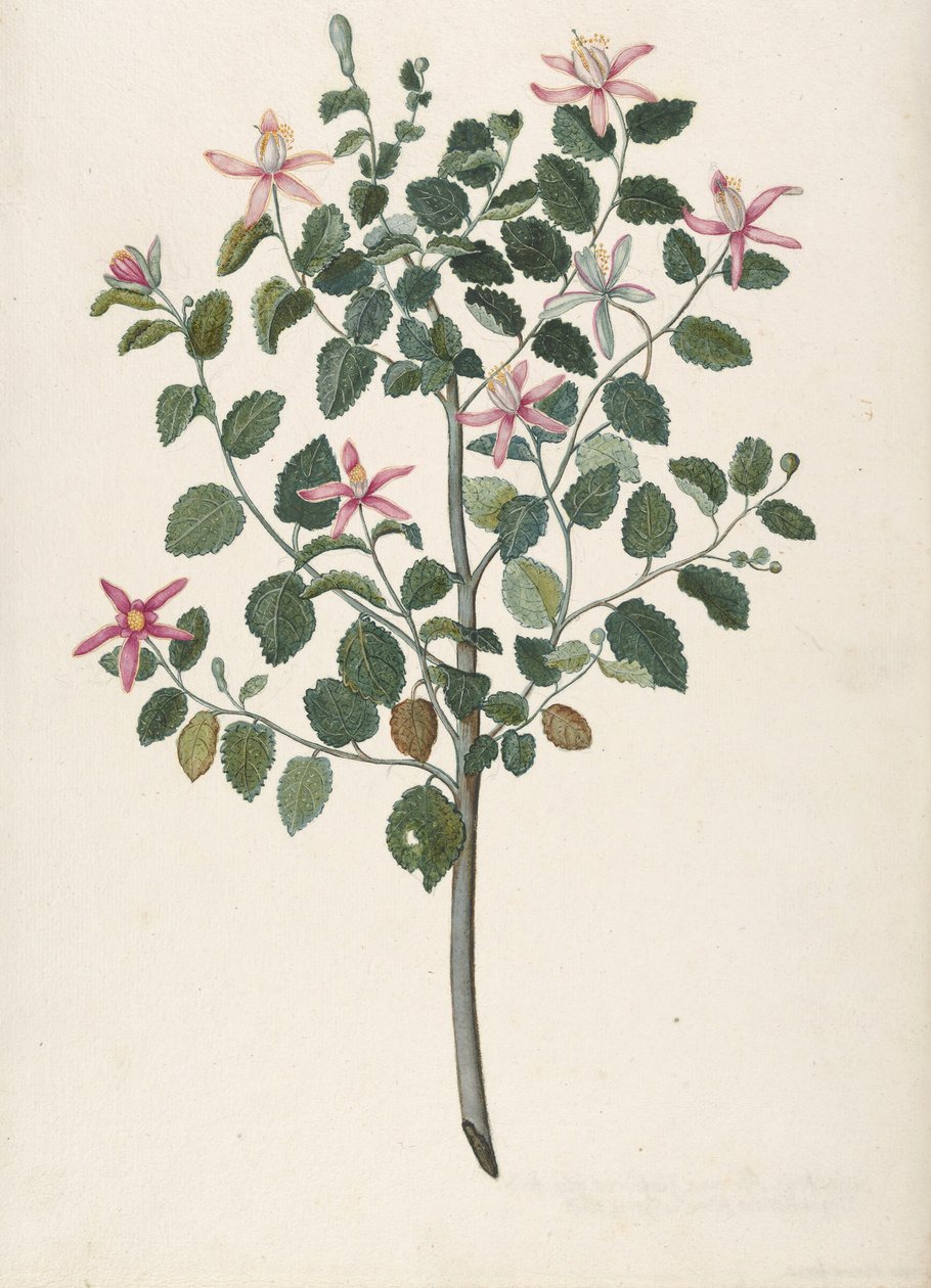 Kırmızı-Mor Çiçekleri Olan Bir Bitkinin İncelenmesi Sebastiana africana purpurea, 1695. by Maria Monninckx