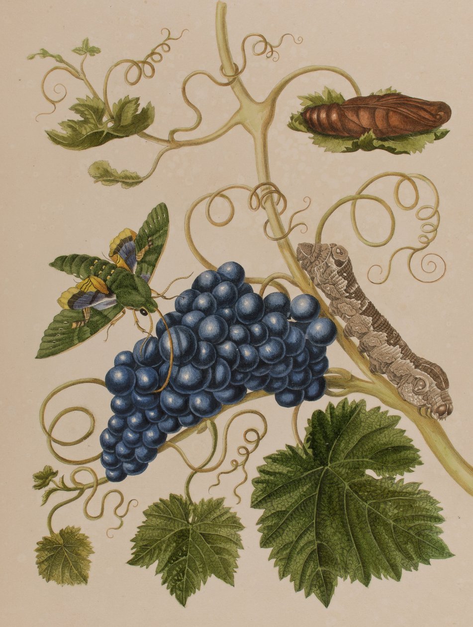 'Metamorfoz insektorum Surinamensium'dan bir çizim. Ofte Change of Surinam Böcekleri', 1705'te yayınlandı (renkli gravür) by Maria Sibylla Graff (after) Merian