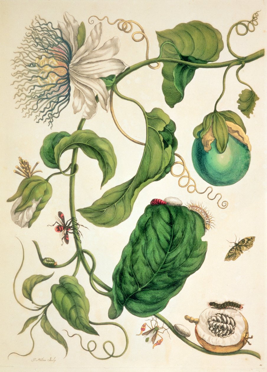'Metamorphosis Insectorum Surinamensium'dan bir levha by Maria Sibylla Graff (after) Merian