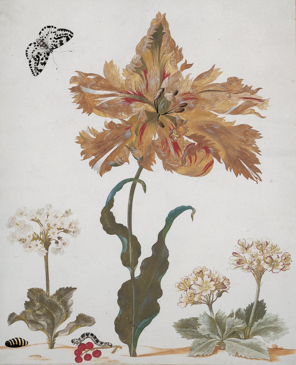 Bir Papağan Lalesi, Auriculas, Kırmızı Kuş üzümü, Saksağan Güvesi, tırtılı ve pupası, c.1670 by Maria Sibylla Merian