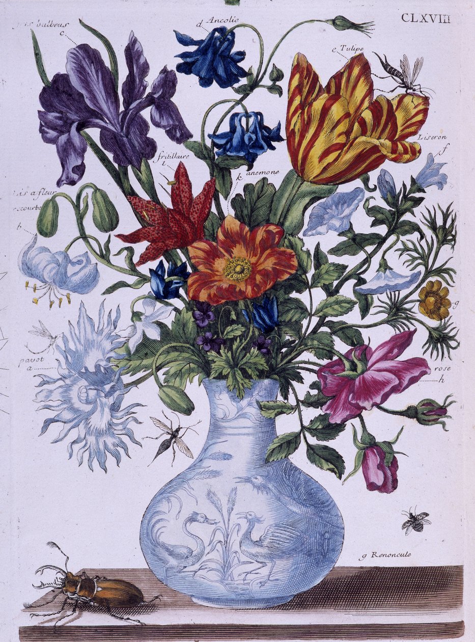Böcek ve farklı çiçekler - tatlı. Maria Sibylla Merian, n.d., yakl. 18. yüzyılın sonlarında by Maria Sibylla Merian