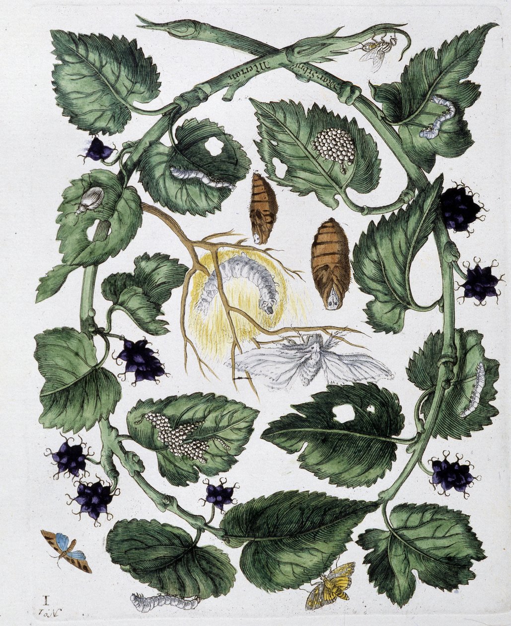 Kelebekler ve krizalitler - tatlı. Maria Sibylla Merian, n.d., yakl. 18. yüzyılın sonlarında by Maria Sibylla Merian