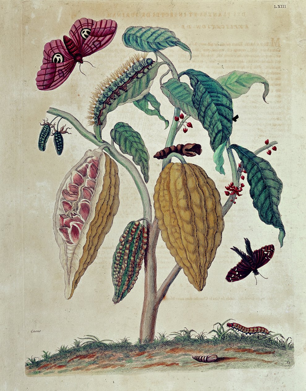 Kakao - Maria Sibylla Merian