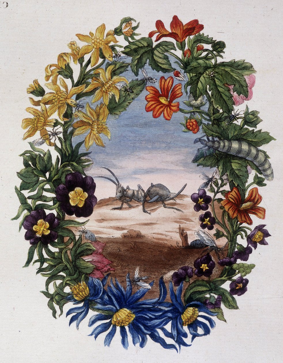 Fourmi - Maria Sibylla Merian tarafından by Maria Sibylla Merian