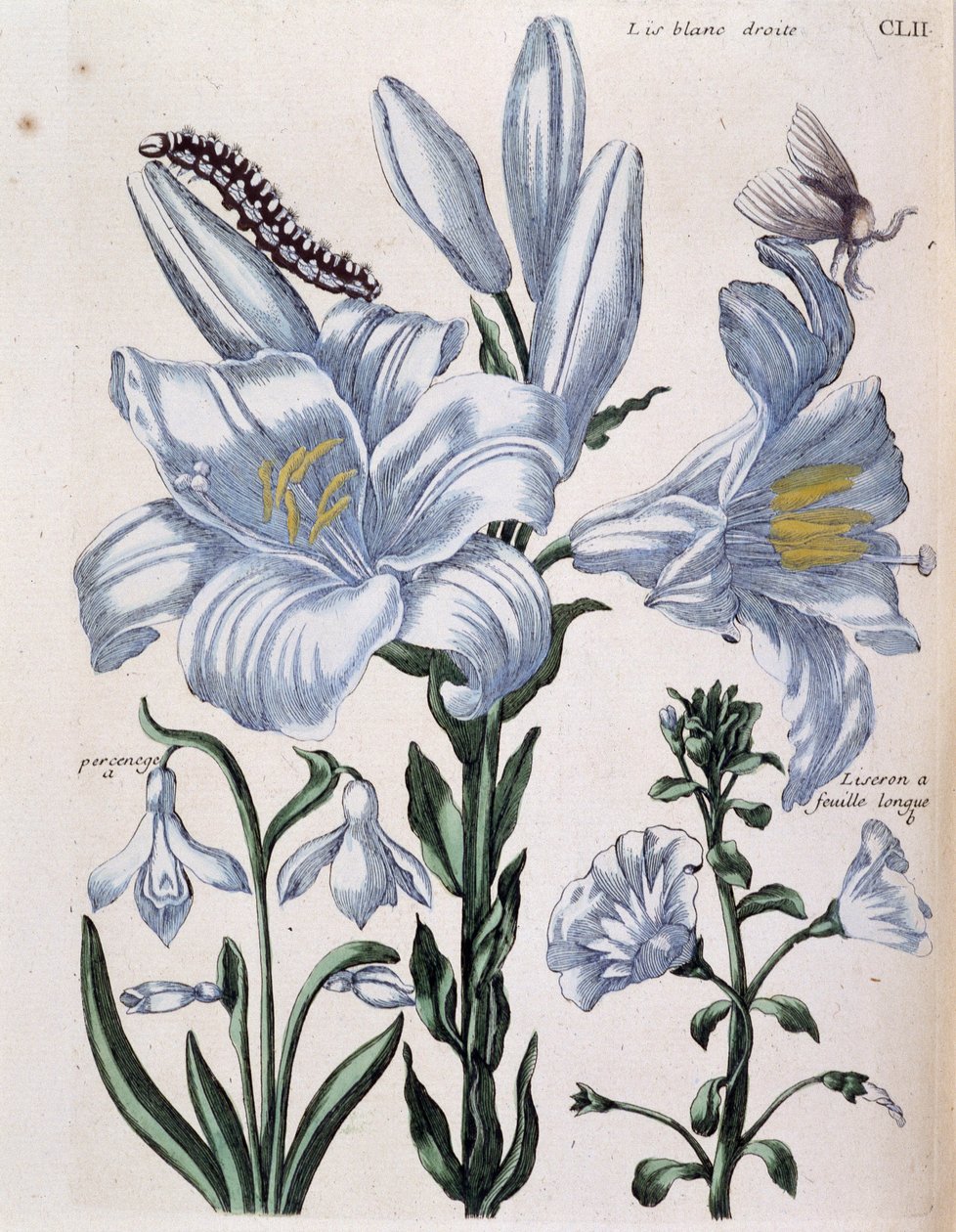 Lys (lis) beyaz sağ ve uzun yaprak kenarı - Maria Sibylla de Merian, ed. Desnos, Paris by Maria Sibylla Merian