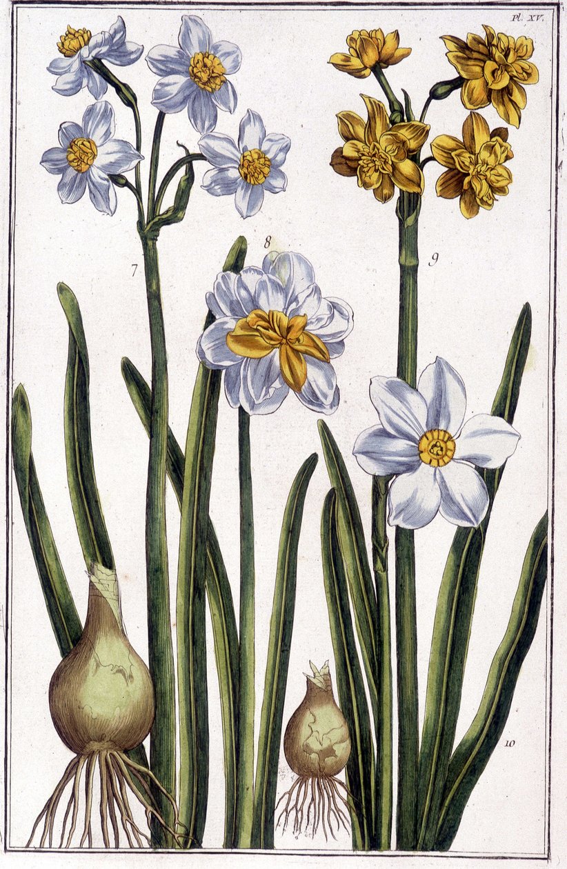 Narcissus - Maria Sibylla de Merian tarafından “” Surinam ve tüm Avrupa