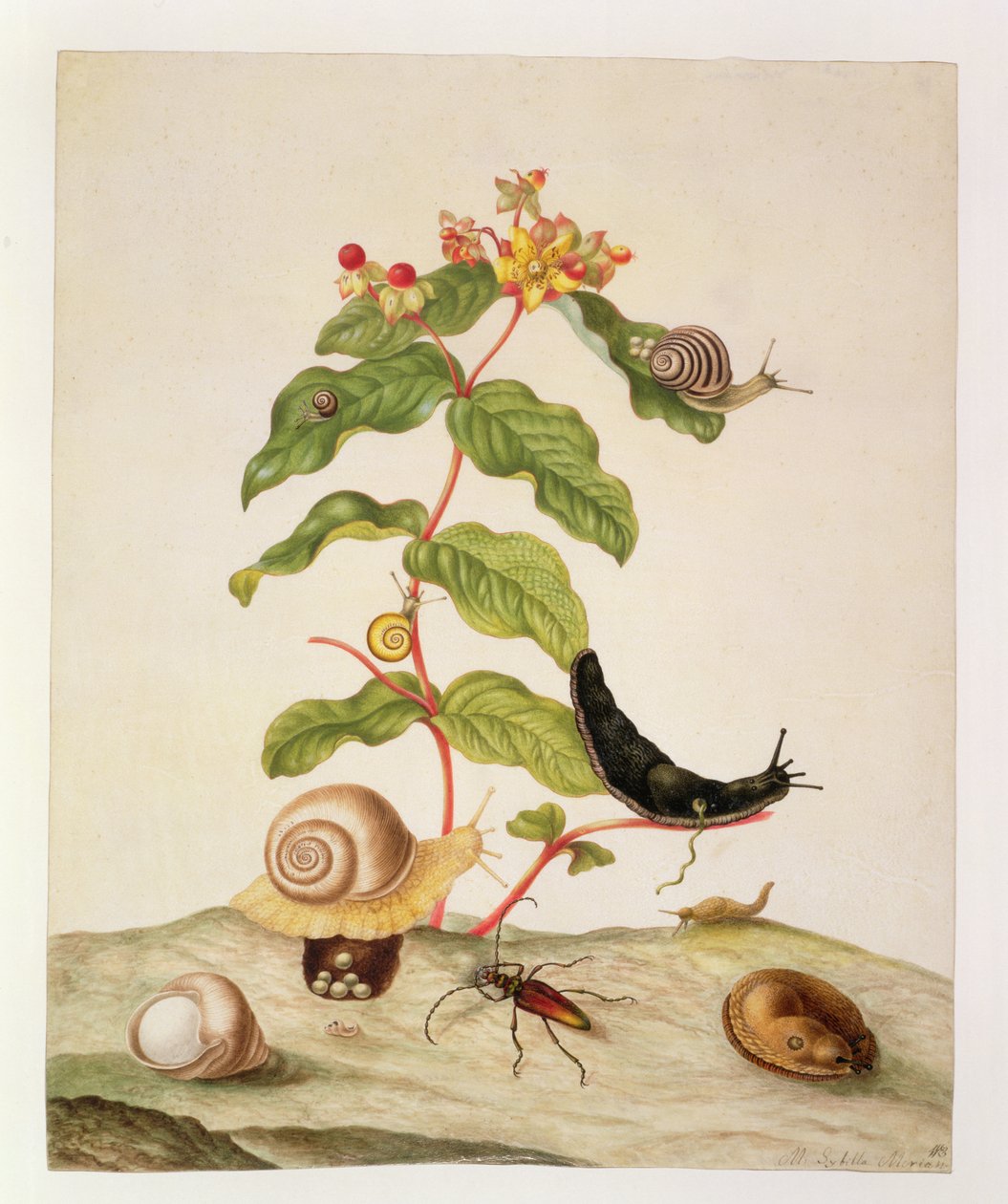 No.1146c Hypericum Baxiforum, salyangoz ve böceği ile, 1695 by Maria Sibylla Merian