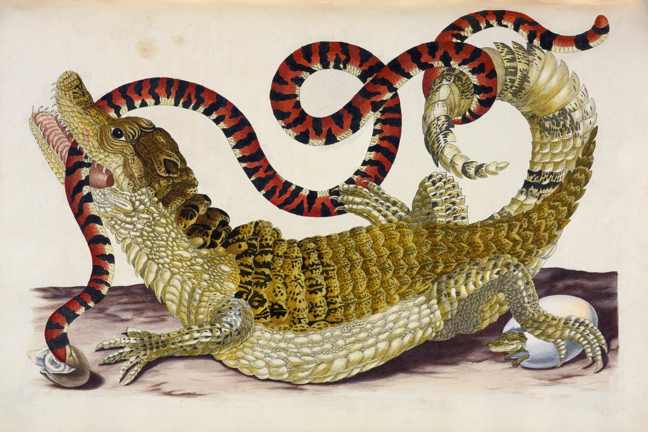 Surinam Kayman Yavrularını Mercan Yılandan Koruyor by Maria Sibylla Merian