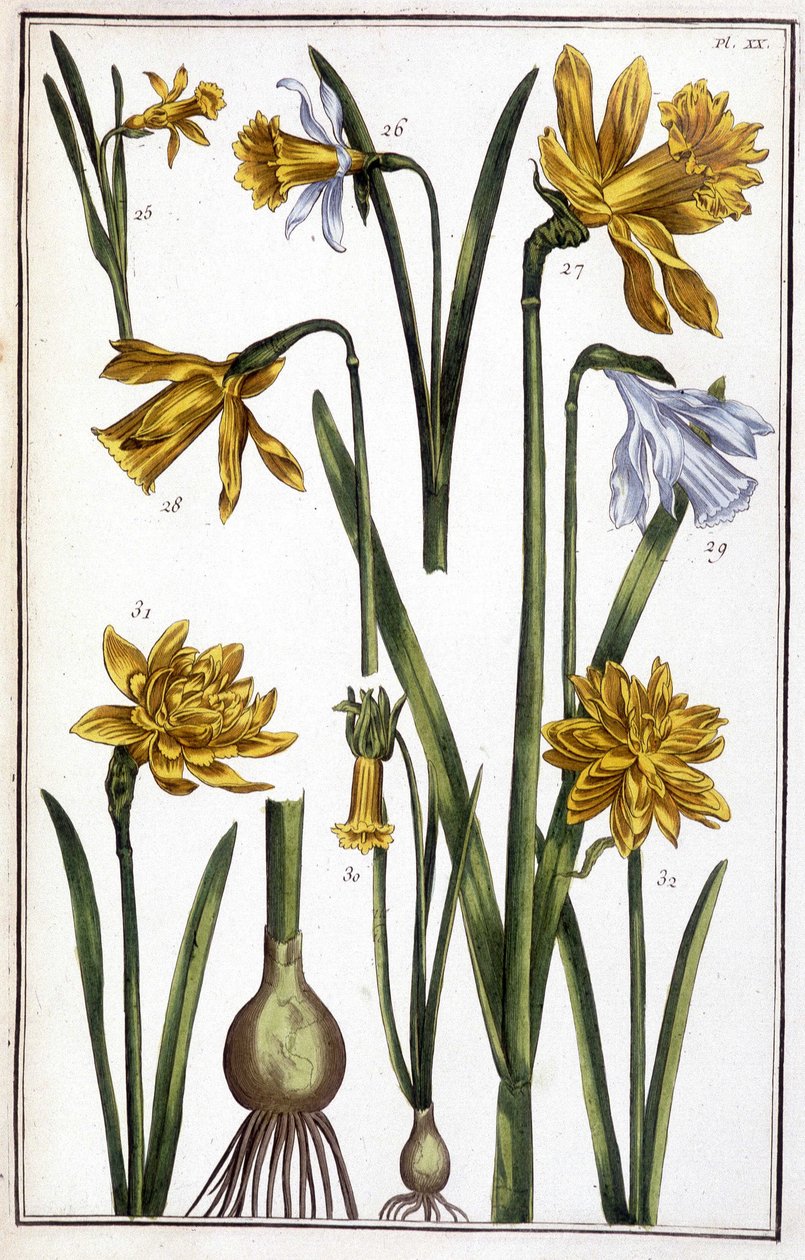 Bilinmeyen resim by Maria Sibylla Merian