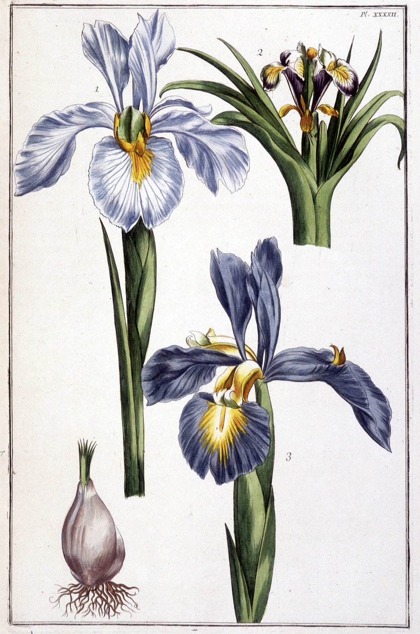 Bilinmeyen resim by Maria Sibylla Merian