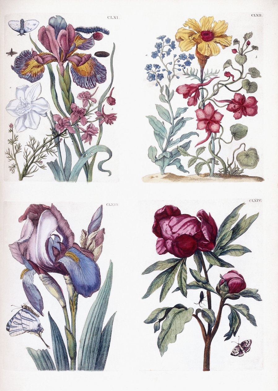 Çeşitli Avrupa böcekleri ve çiçekleri by Maria Sibylla Merian