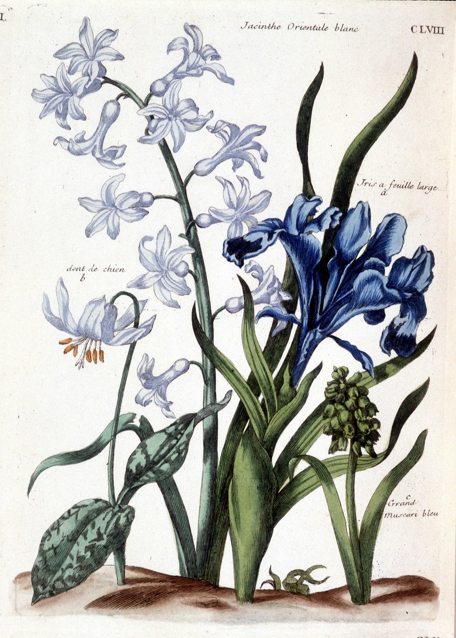Beyaz oryantal sümbül, büyük yapraklı iris, köpek dişi, büyük mavi muscari - Maria Sibylla de Merian, ed. Desnos, Paris by Maria Sibylla Merian