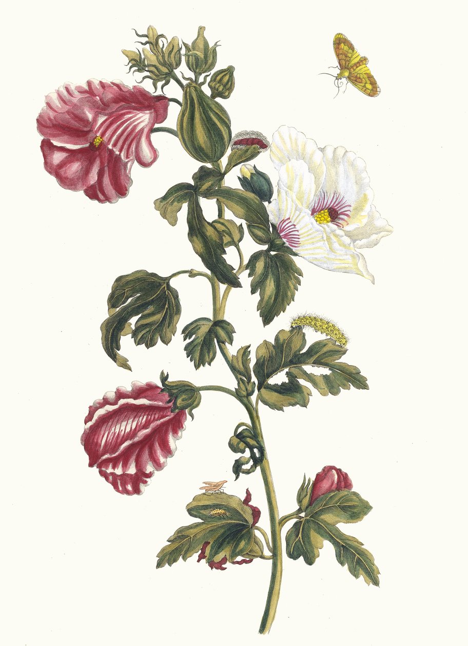 Althea. Kitaptan Metamorfoz İnsektorum Surinamensium, 1705. by Maria Sibylla Merian