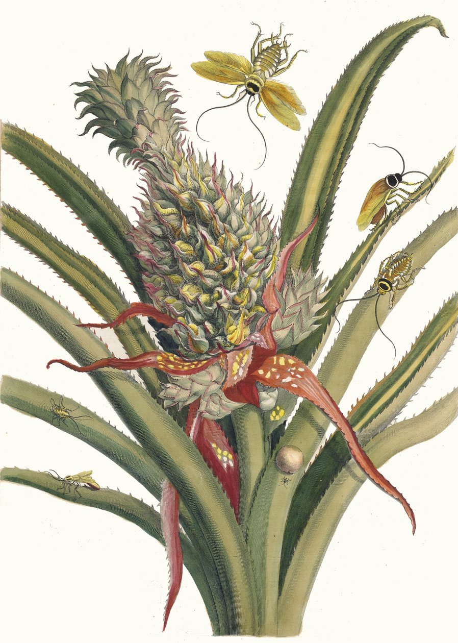 Ananas. Kitaptan Metamorfoz İnsektorum Surinamensium, 1705. by Maria Sibylla Merian
