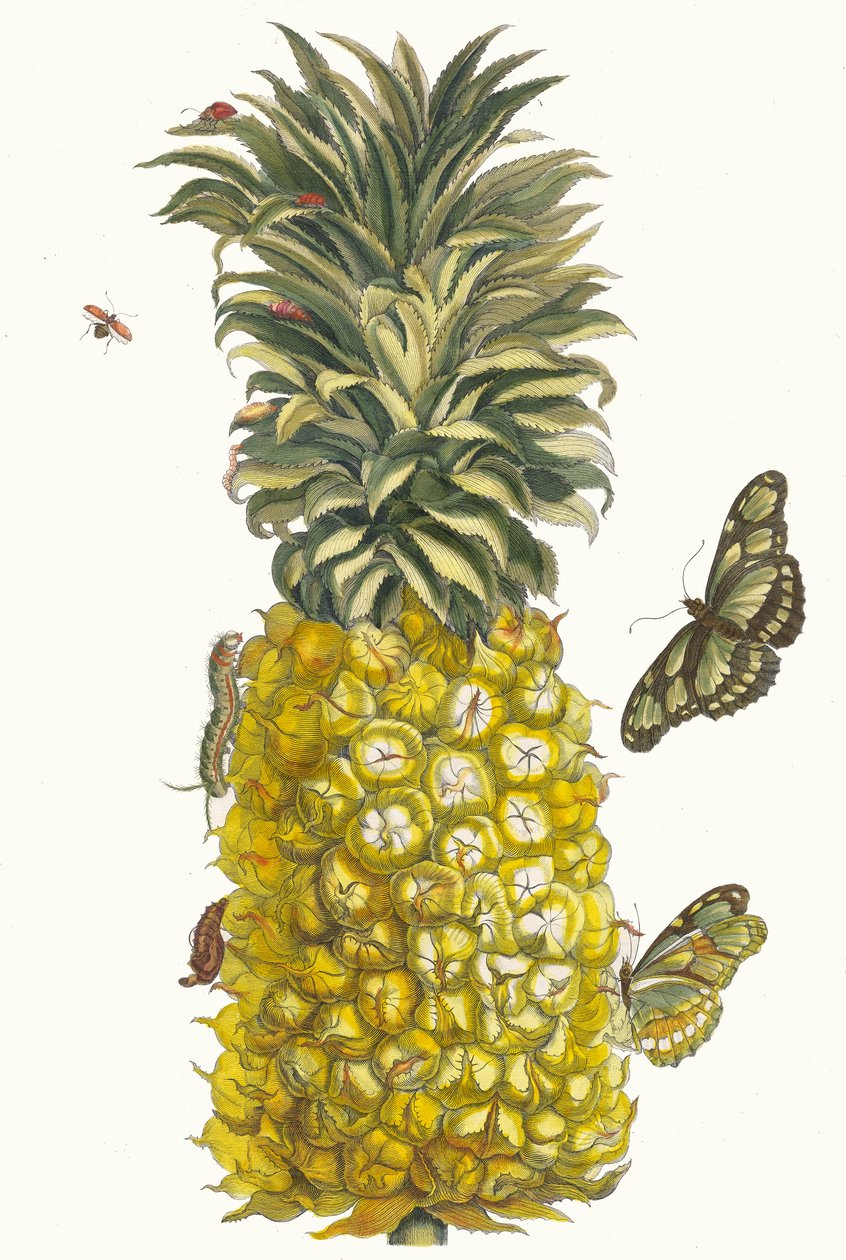 Ananas mur. Kitaptan Metamorfoz İnsektorum Surinamensium, 1705 by Maria Sibylla Merian