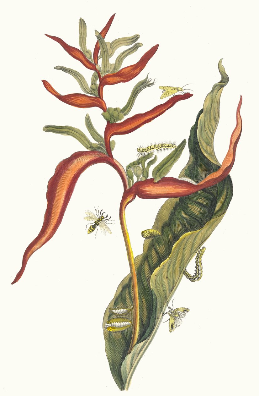 Balya. Kitaptan Metamorfoz İnsektorum Surinamensium, 1705. by Maria Sibylla Merian