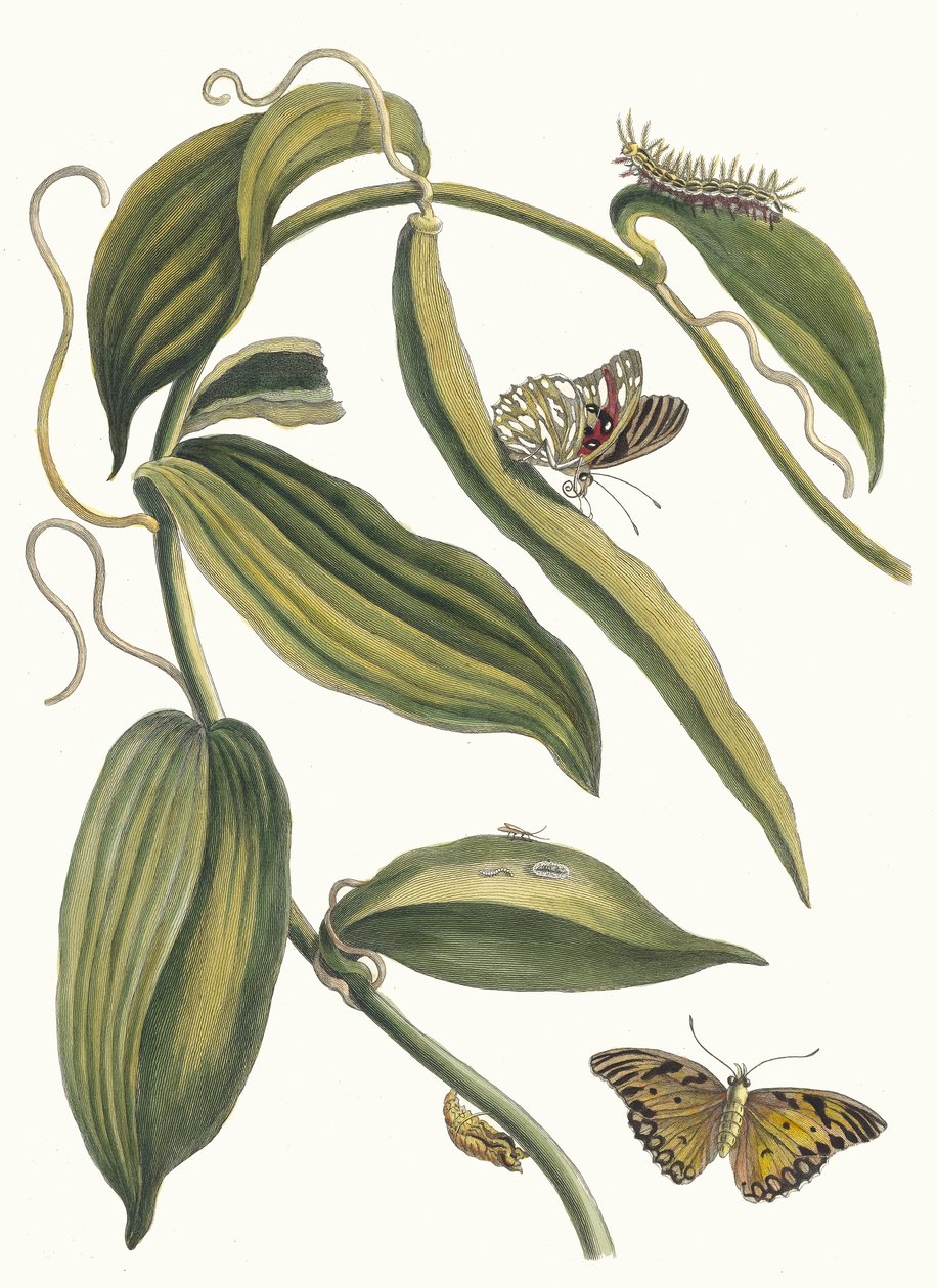 Banille. Kitaptan Metamorfoz İnsektorum Surinamensium, 1705. by Maria Sibylla Merian