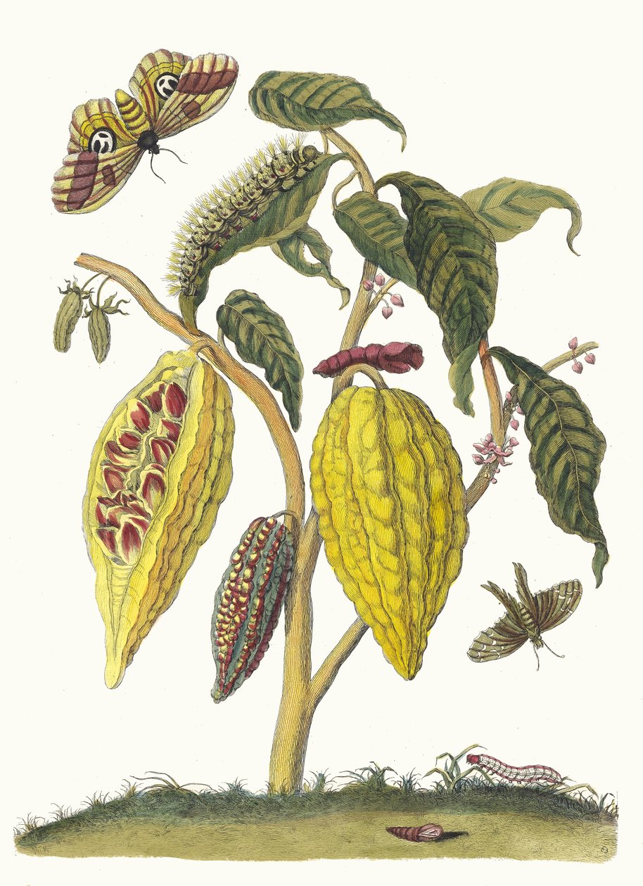 Kakao. Kitaptan Metamorfoz İnsektorum Surinamensium, 1705. by Maria Sibylla Merian